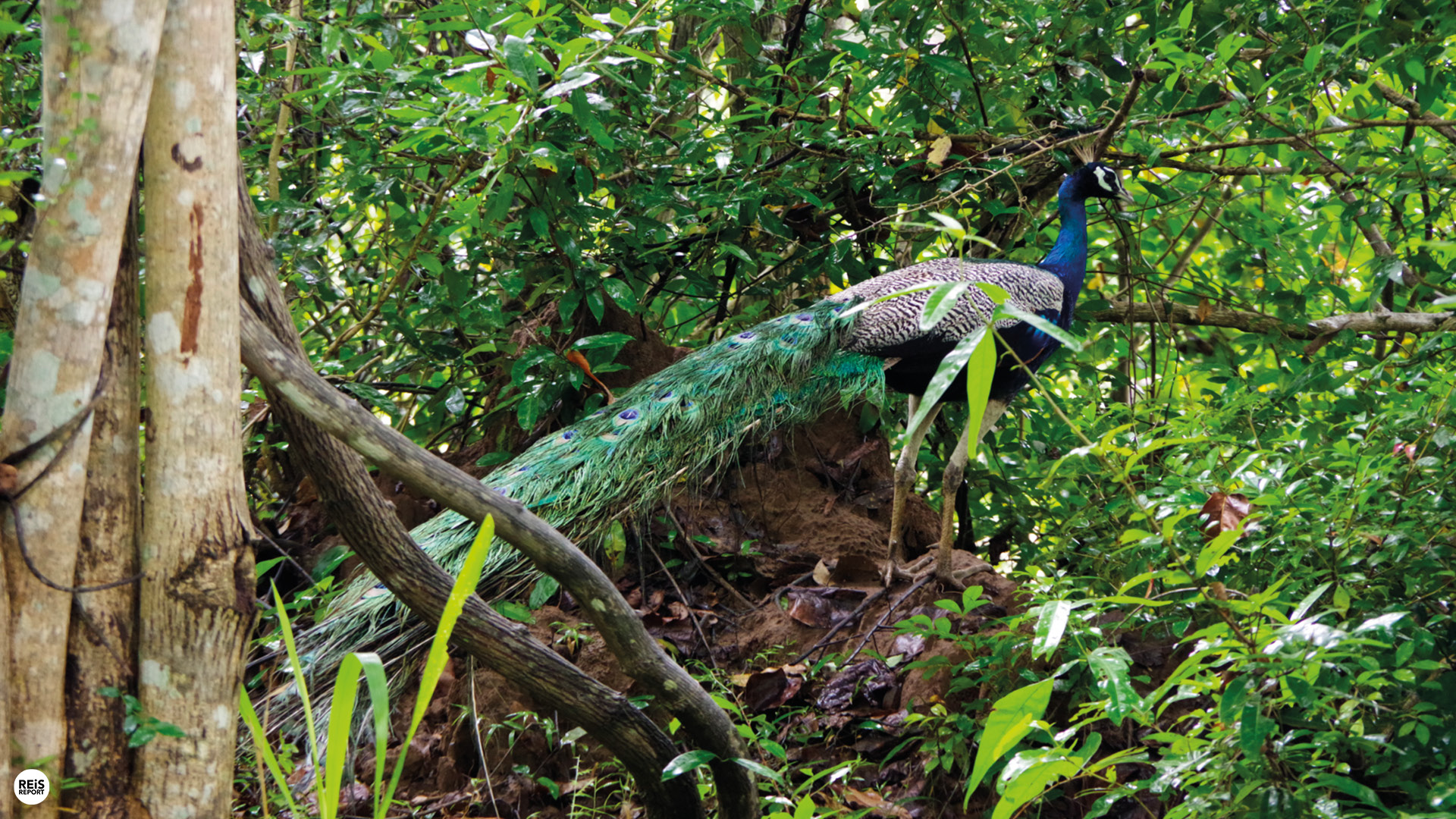 Safari Gallery Image