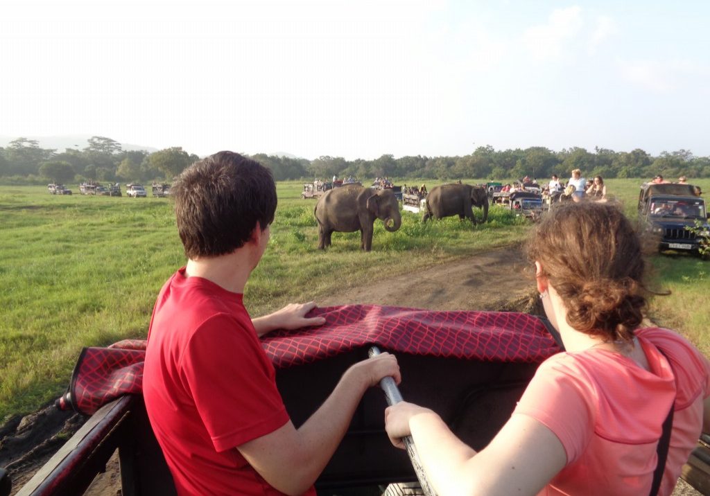 Safari Gallery Image