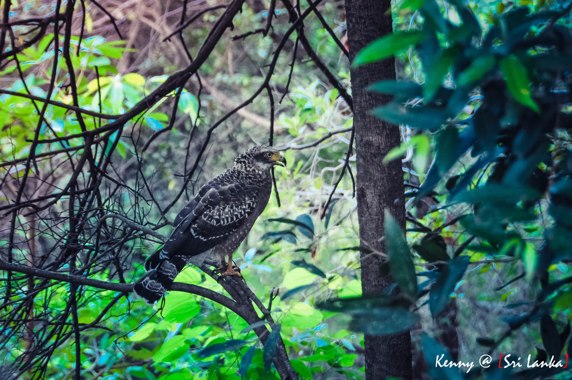 Safari Gallery Image