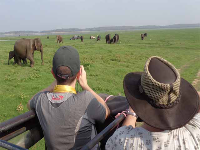 Kaudulla National Park Morning Safari