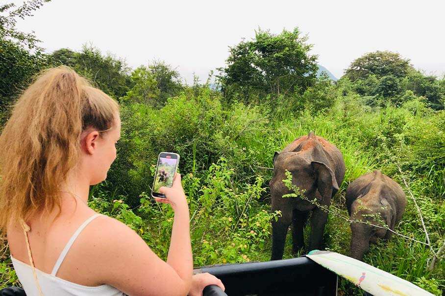 Safari Gallery Image