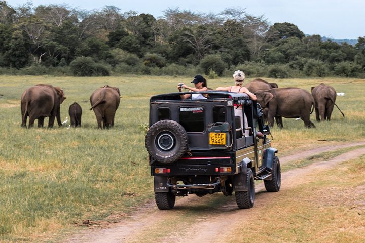 Safari Gallery Image