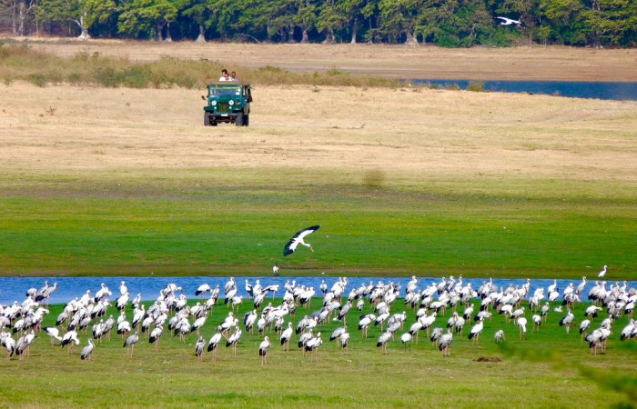 Safari Gallery Image