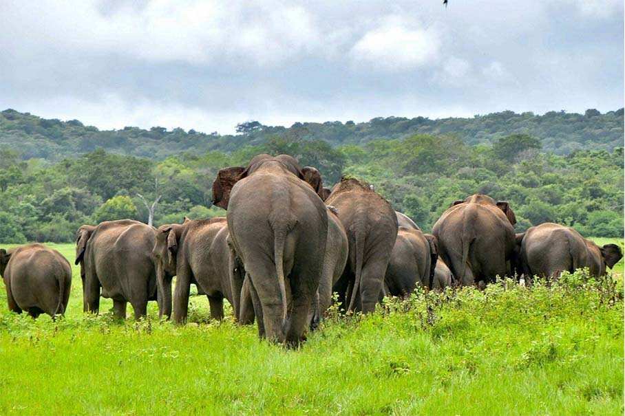 Kaudulla National  Park Evening Safari