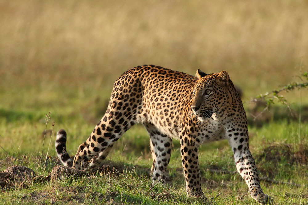 Vilpaththu National Park full Day Safari - Featured Image