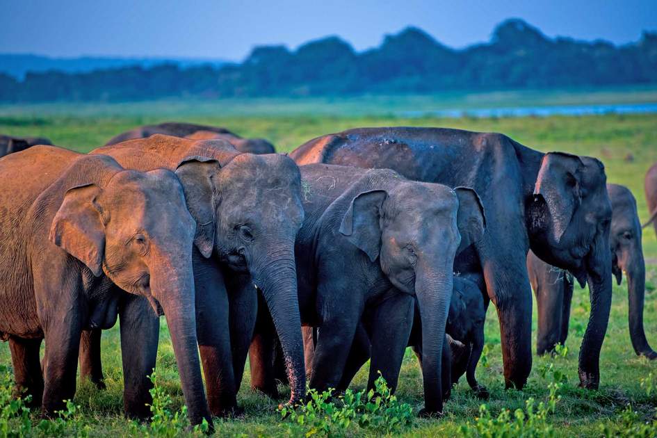 Minneriya National Park Morning Safari