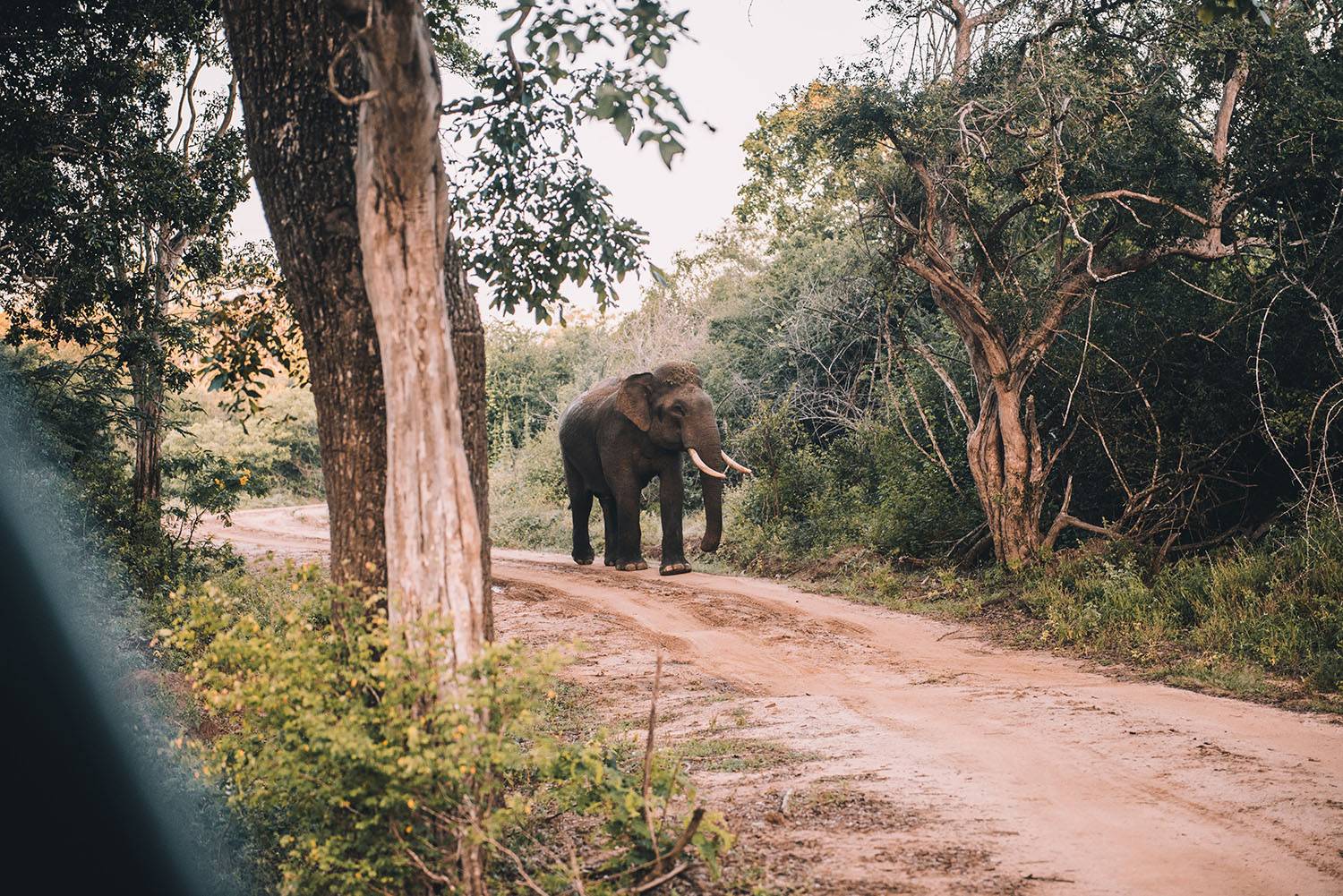 Adventure Night  Safari